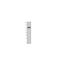 ZRANB1/Trabid Antibody, Novus Biologicals 0.1mg; Unlabeled:Antibodies,