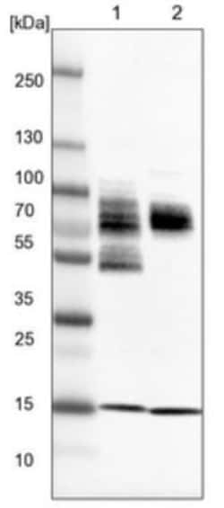 ZSCAN2 Antibody, Novus Biologicals:Antibodies:Primary Antibodies