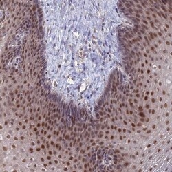 ZUFSP Antibody, Novus Biologicals 0.1mL; Unlabeled:Antibodies, Polyclonal