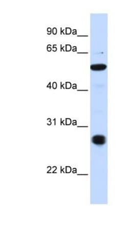 ZUFSP Antibody, Novus Biologicals 20&mu;L; Unlabeled:Antibodies, Polyclonal