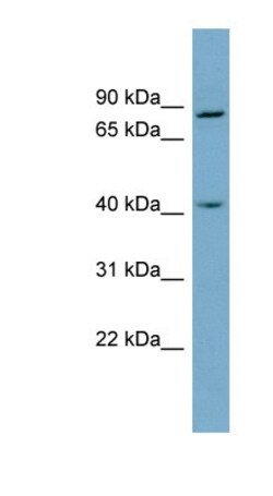 ZW10 Antibody, Novus Biologicals 20 &mu;L | Buy Online | Novus Biologicals | Fisher Scientific