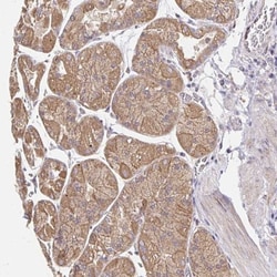 ZW10 Antibody, Novus Biologicals 0.1mL; Unlabeled:Antibodies, Polyclonal