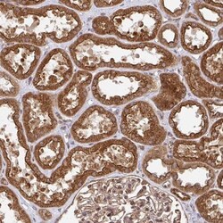 ZW10 Antibody, Novus Biologicals:Antibodies:Primary Antibodies