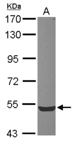 ZWILCH Antibody, Novus Biologicals 0.1mL; Unlabeled:Antibodies, Polyclonal