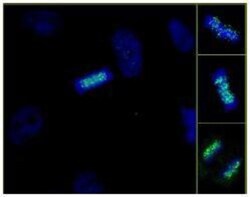 ZWINT Antibody, Novus Biologicals 0.1mL; Unlabeled:Antibodies, Polyclonal