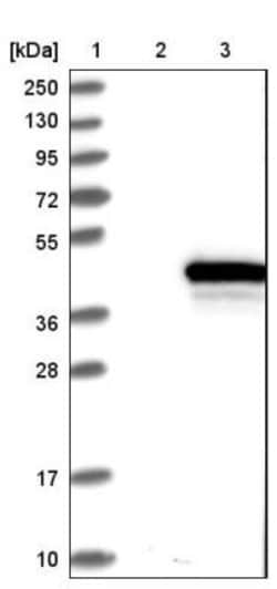 ZWINT Antibody, Novus Biologicals 0.1mL; Unlabeled:Antibodies, Polyclonal