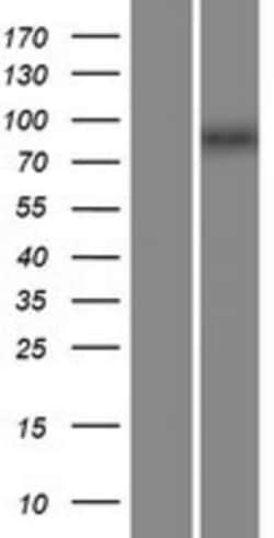 Novus Biologicals&trade;&nbsp;ZXDA Overexpression Lysate
