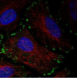 Zyxin Antibody (CL2502), Novus Biologicals 0.1mL; Unlabeled:Antibodies,