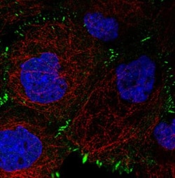 Zyxin Antibody (CL2502), Novus Biologicals 0.1mL; Unlabeled:Antibodies,