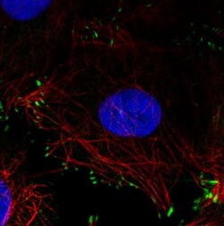 Zyxin Antibody (CL2502), Novus Biologicals 0.1mL; Unlabeled:Antibodies,