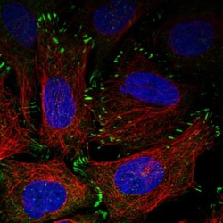 Zyxin Antibody (CL2502), Novus Biologicals 0.1mL; Unlabeled:Antibodies,