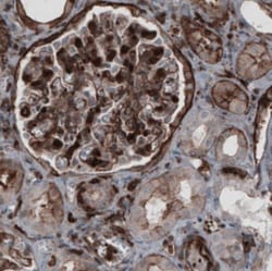 Zyxin Antibody (CL2502), Novus Biologicals 0.1mL; Unlabeled:Antibodies,