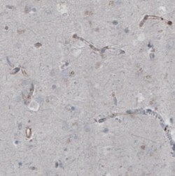 Zyxin Antibody (CL2502), Novus Biologicals 0.1mL; Unlabeled:Antibodies,