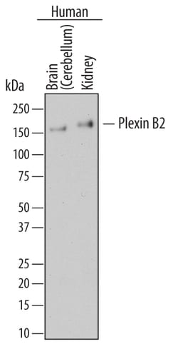 Human Plexin B2 Antibody, R D Systems 100ug; Unlabeled:Antibodies, Monoclonal