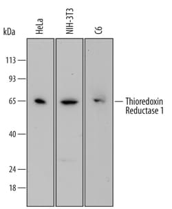Human/Mouse/Rat Thioredoxin Reductase 1/TRXR1 Antibody, R D Systems 25 &mu;g | Buy Online | R&D Systems | Fisher Scientific