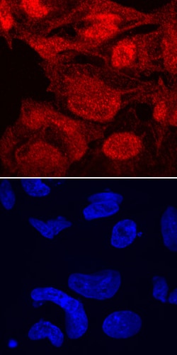 Human TAZ/WWTR1 Antibody, R D Systems 25&mu;g; Unlabeled:Antibodies, Monoclonal