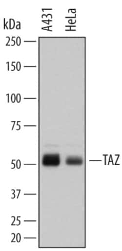 Human TAZ/WWTR1 Antibody, R D Systems 25&mu;g; Unlabeled:Antibodies, Monoclonal