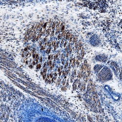 Mouse TGF-beta 2 Antibody, R D Systems 100ug; Unlabeled:Antibodies, Monoclonal