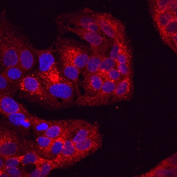 Human Attractin Antibody, R D Systems 100ug; Unlabeled:Antibodies, Monoclonal