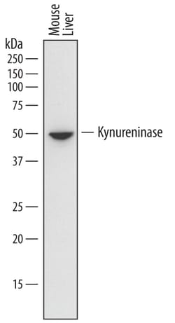 Mouse Kynureninase Antibody, R D Systems 25μg; Unlabeled:Antibodies,