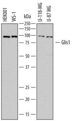 Human Glis1 Antibody, R D Systems 100&mu;g; Unlabeled:Antibodies, Polyclonal
