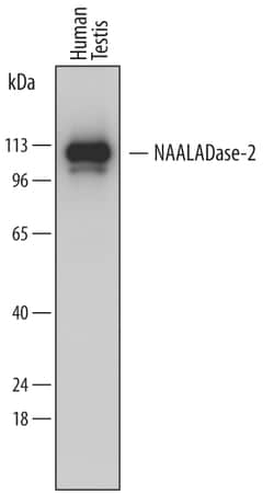 Human NAALADase-2/NAALAD2 Antibody, R D Systems 100ug; Unlabeled:Antibodies,
