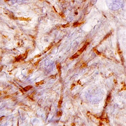 Human Caspr1 Antibody, R D Systems 25&mu;g; Unlabeled:Antibodies, Polyclonal
