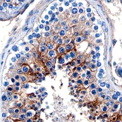 Human NAALADase-2/NAALAD2 Antibody, R D Systems 100ug; Unlabeled:Antibodies,