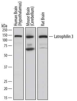 Human/Mouse/Rat Latrophilin 3/LPHN3 Antibody, R D Systems 100ug; Unlabeled:Antibodies,