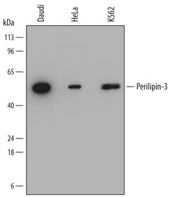 Human Perilipin-3 Antibody, R D Systems 25&mu;g; Unlabeled:Antibodies,