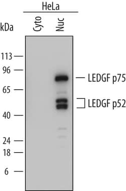 Human LEDGF Antibody, R D Systems 100ug; Unlabeled:Antibodies, Monoclonal