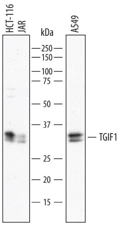 Human TGIF1 Antibody, R D Systems 25&mu;g; Unlabeled:Antibodies, Monoclonal