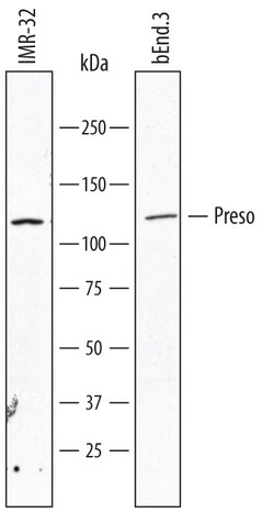 Human/Mouse Preso/FRMPD4 Antibody, R D Systems 25&mu;g; Unlabeled:Antibodies,