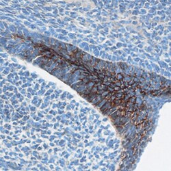 Mouse Desmocollin-3 Antibody, R D Systems 100ug; Unlabeled:Antibodies,