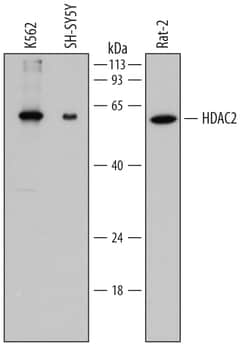 Human/Rat Histone Deacetylase 2/HDAC2 Antibody, R D Systems 100ug; Unlabeled:Antibodies,