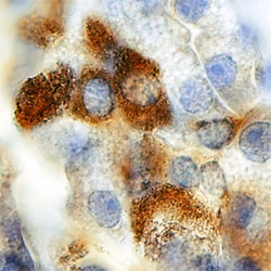 Human Carbohydrate Sulfotransferase 3/CHST3 Antibody, R D Systems 100ug;