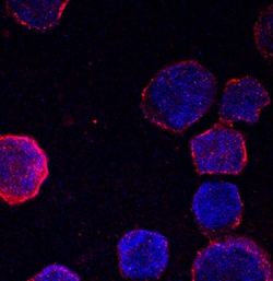 Human Hemoglobin zeta Antibody, R D Systems 25&mu;g; Unlabeled:Antibodies,