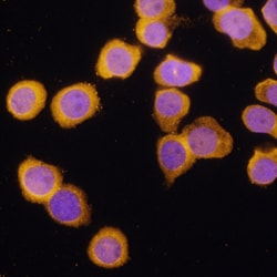 Human A20/TNFAIP3 Antibody, R D Systems 25&mu;g; Unlabeled:Antibodies,