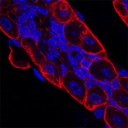 Mouse VSIG2 Antibody, R D Systems 100ug; Unlabeled:Antibodies, Monoclonal