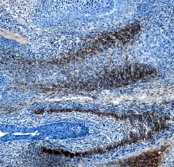 Mouse Slit3 Antibody, R D Systems 100&mu;g; Unlabeled:Antibodies, Monoclonal