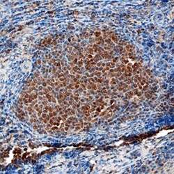 Human IRF8 Antibody, R D Systems 100ug; Unlabeled:Antibodies, Monoclonal