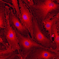 Mouse MCAM/CD146 Antibody, R D Systems 25&mu;g; Unlabeled:Antikörper