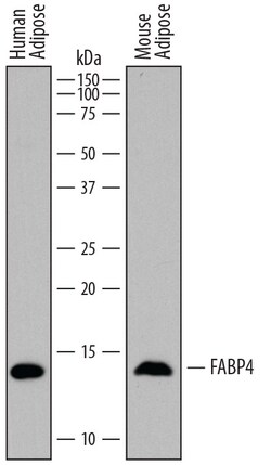 Human/Mouse FABP4/A-FABP Antibody, R D Systems 100ug; Unlabeled:Antibodies,