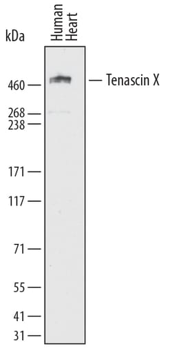 Human Tenascin X Antibody, R D Systems 100ug; Unlabeled:Antibodies, Monoclonal