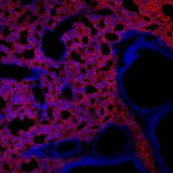 Mouse/Rat RAGE Antibody, R D Systems 100&mu;g; Unlabeled:Anticorps, Monoclonal