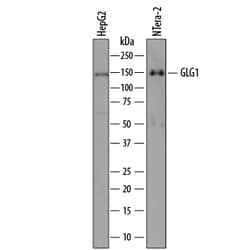 Human/Mouse/Rat Golgi Glycoprotein 1/GLG1 Antibody, R D Systems 100&mu;g;