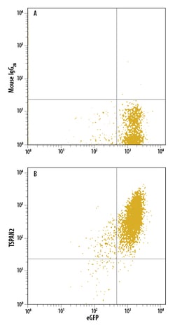 Human TSPAN2 Antibody, R D Systems 100ug; Unlabeled:Antibodies, Monoclonal