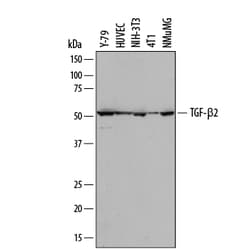 Mouse TGF-beta 2 Antibody, R D Systems 100ug; Unlabeled:Antibodies, Monoclonal