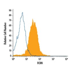 Mouse FCRN Antibody, R D Systems 25&mu;g; Unlabeled:Antibodies, Polyclonal