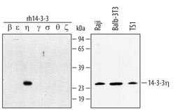 Human/Mouse/Rat 14-3-3 eta Antibody, R D Systems 100&mu;g; Unlabeled:Antibodies,